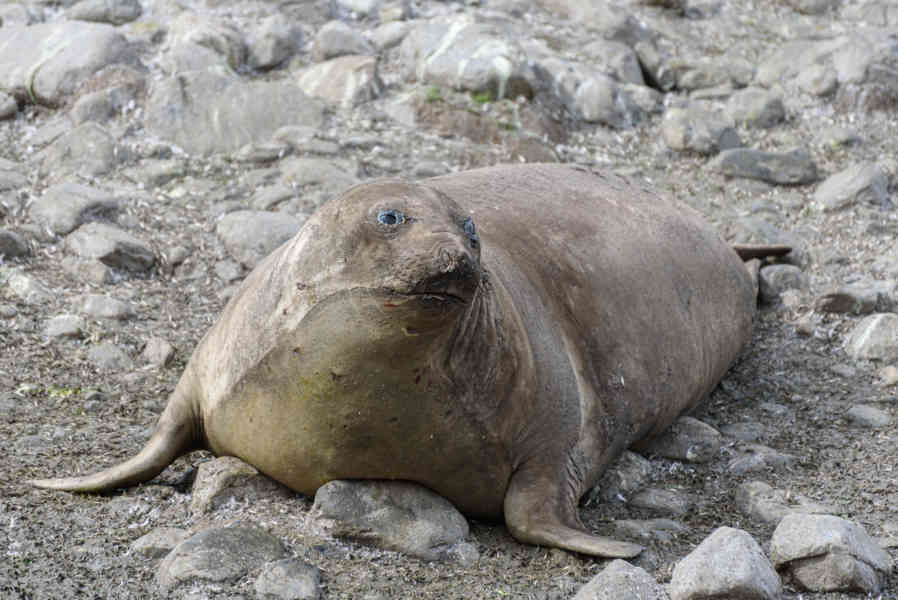 Elefante Marino - islas Georgias del Sur 20.jpg